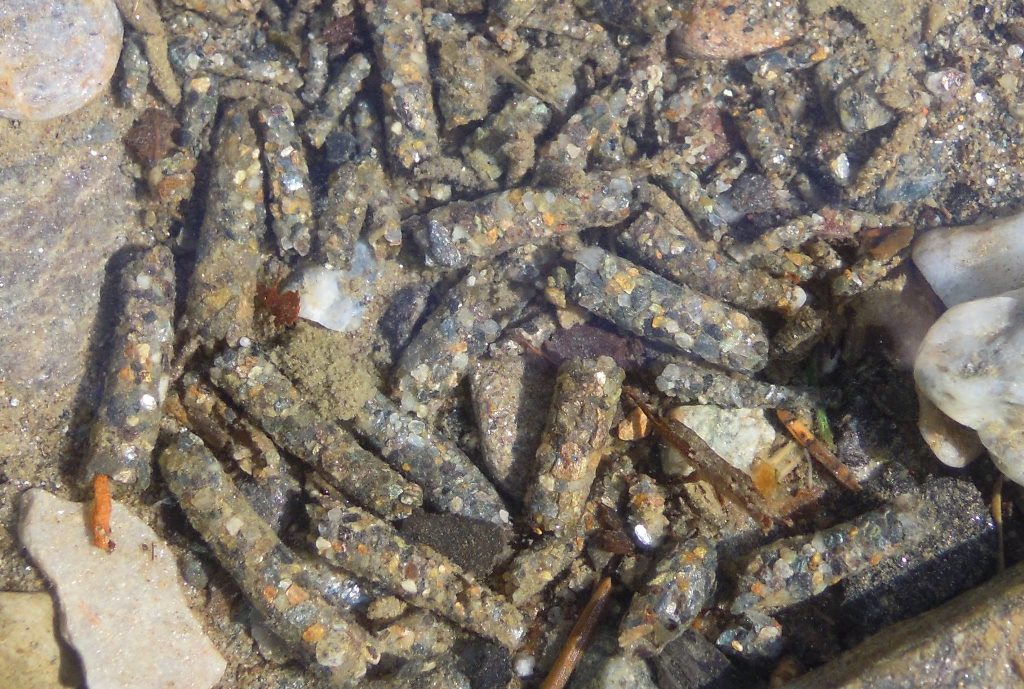 Larve di Limnephilidae della Val Camonica (BS)